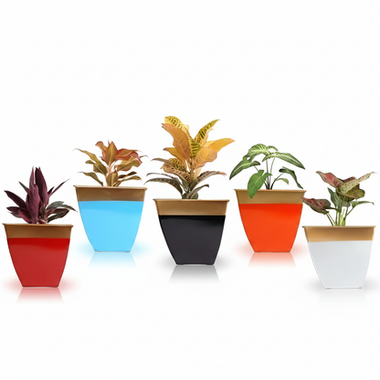 Five potted plants in colorful pots on a white background