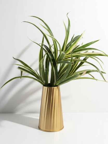 Green plant in a gold vase on a white background