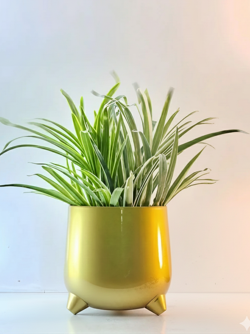 Green plant in a yellow pot on a light background