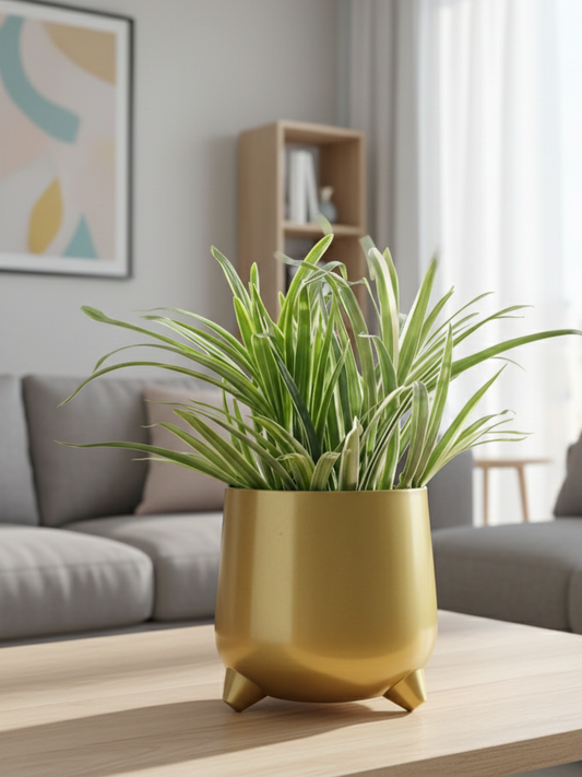 Gold pot with green plant on a wooden table in a living room setting