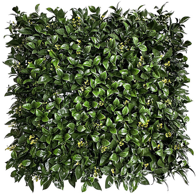 Gardenia & Buxus Vertical Garden 50cmx50cm