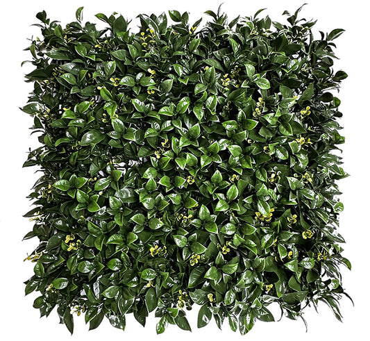Gardenia & Buxus Vertical Garden 50cmx50cm