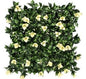 Bougainvillea White Vertical Garden 50cmx50cm