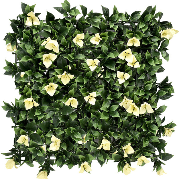 Bougainvillea White Vertical Garden 50cmx50cm