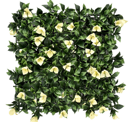 Bougainvillea White Vertical Garden 50cmx50cm