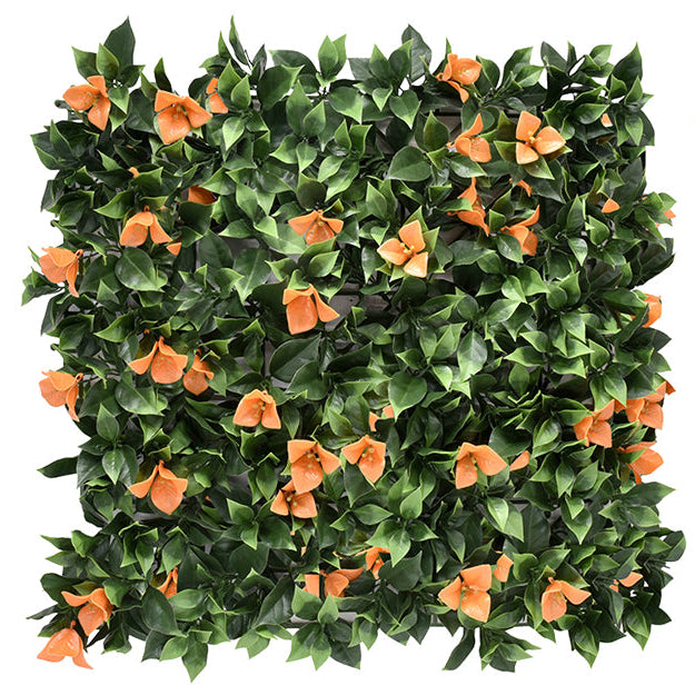 Bougainvillea Orange Vertical Garden 50cmx50cm