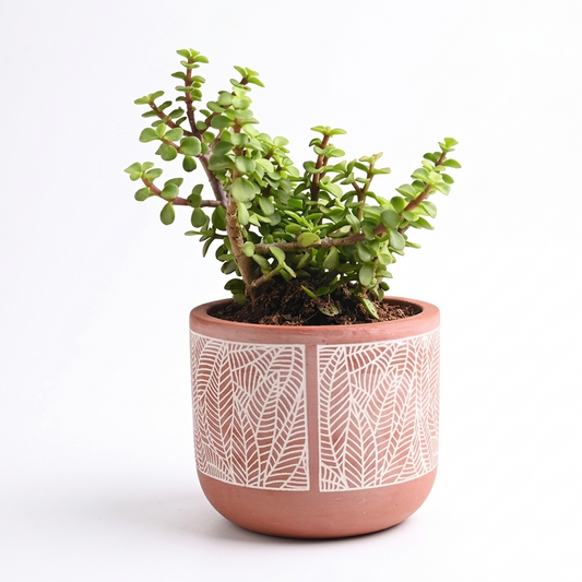 Foliage Arch Terracotta Planter