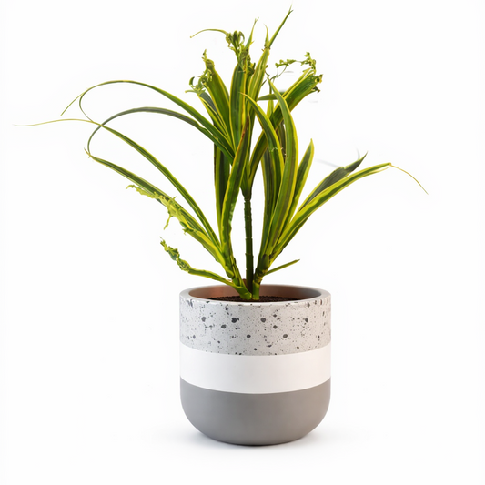 Tri-Tone Speckle Terracotta Planter
