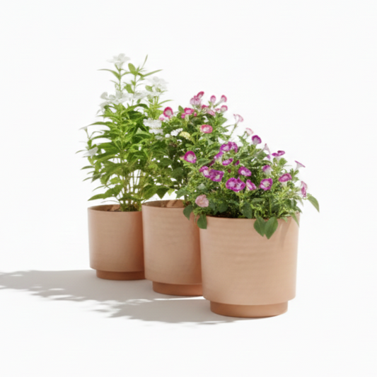 Three terracotta planters with plants on a white background