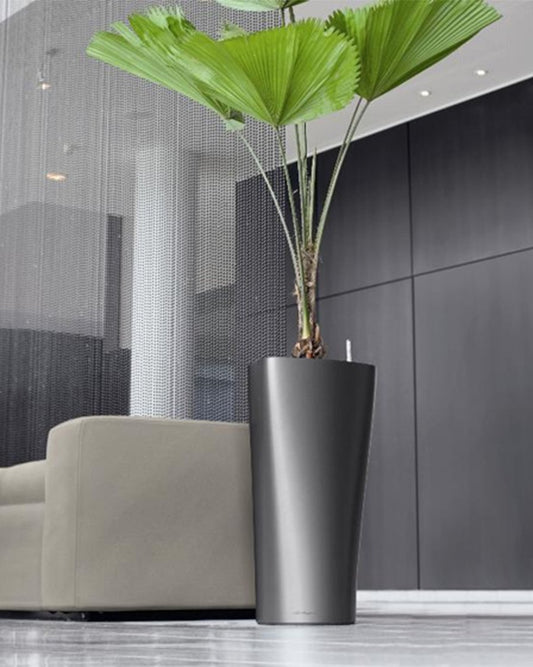 Tall potted plant in a modern interior setting with a gray sofa and glass wall.