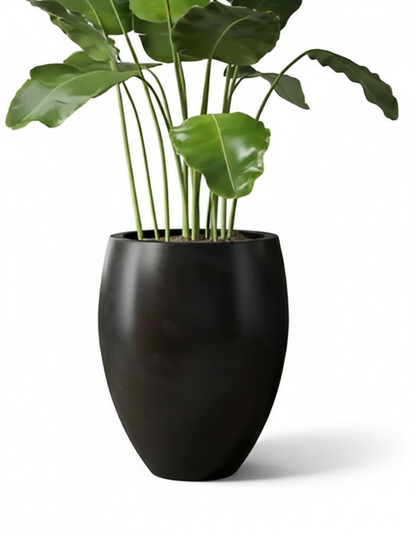 Black planter with a green plant on a white background