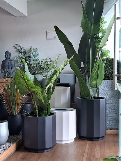 Indoor setting with potted plants and a Buddha statue.