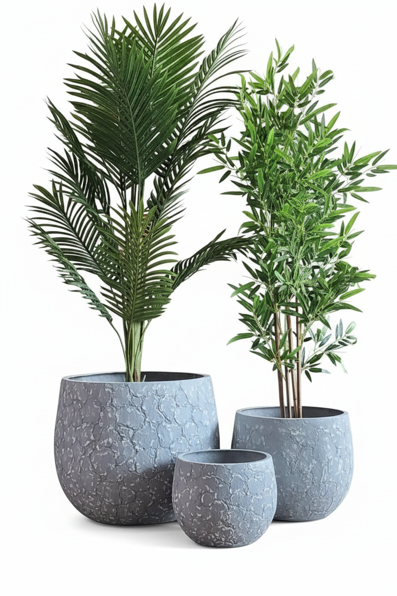 Three potted plants in gray textured pots on a white background
