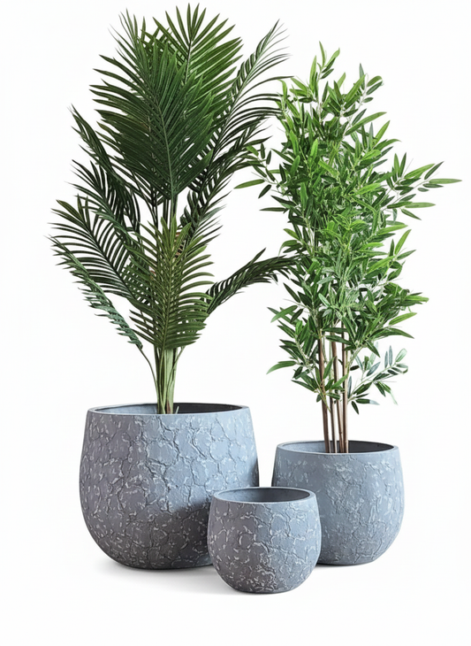 Three potted plants in gray textured pots on a white background