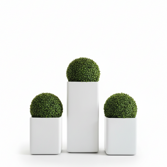Three potted plants in white pots on a white background