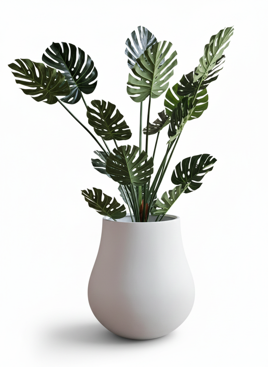 Tropical plant in a white pot on a white background