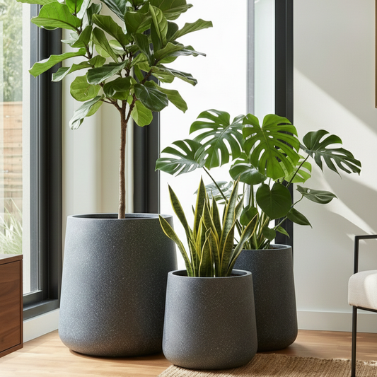 Three potted plants in gray pots on a wooden floor with large windows in the background.