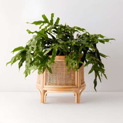Anala Handcrafted Rattan Planter with Integrated Stand