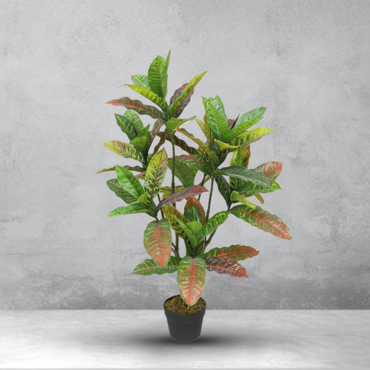 Potted plant with multicolored leaves on a gray background