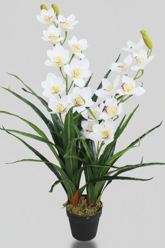 Potted orchid plant with white flowers on a gray background