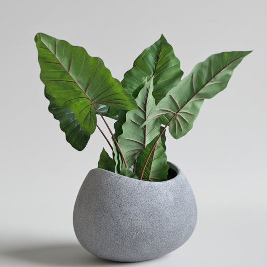 Potted plant with large green leaves in a gray pot on a light background