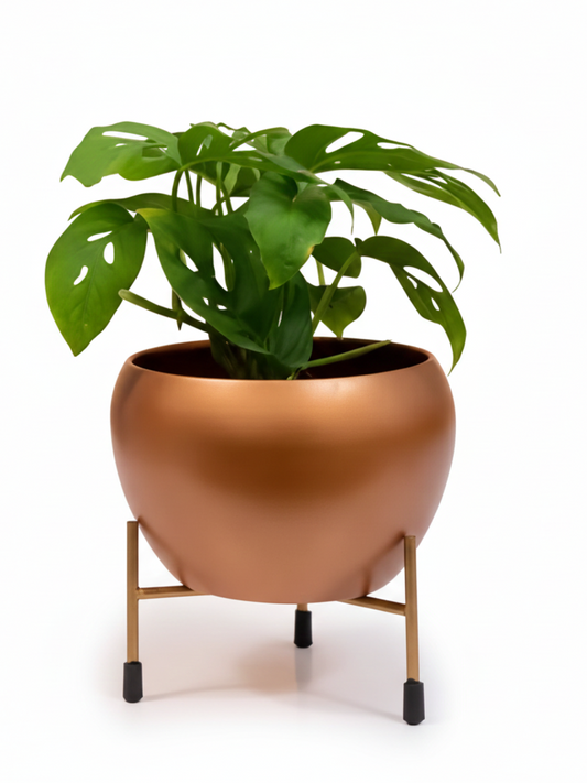 Green potted plant in a copper-colored pot on a white background