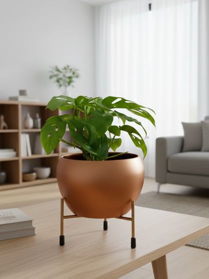Potted plant on a stand in a living room setting