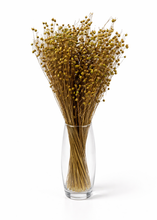 Lemon Green Dried Linum (Flax) Bundle