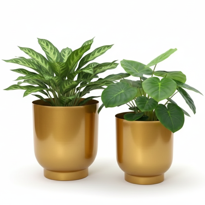Two potted plants in gold pots on a white background