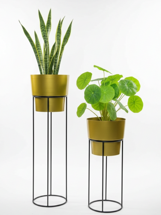 Two potted plants on stands with gold pots against a white background