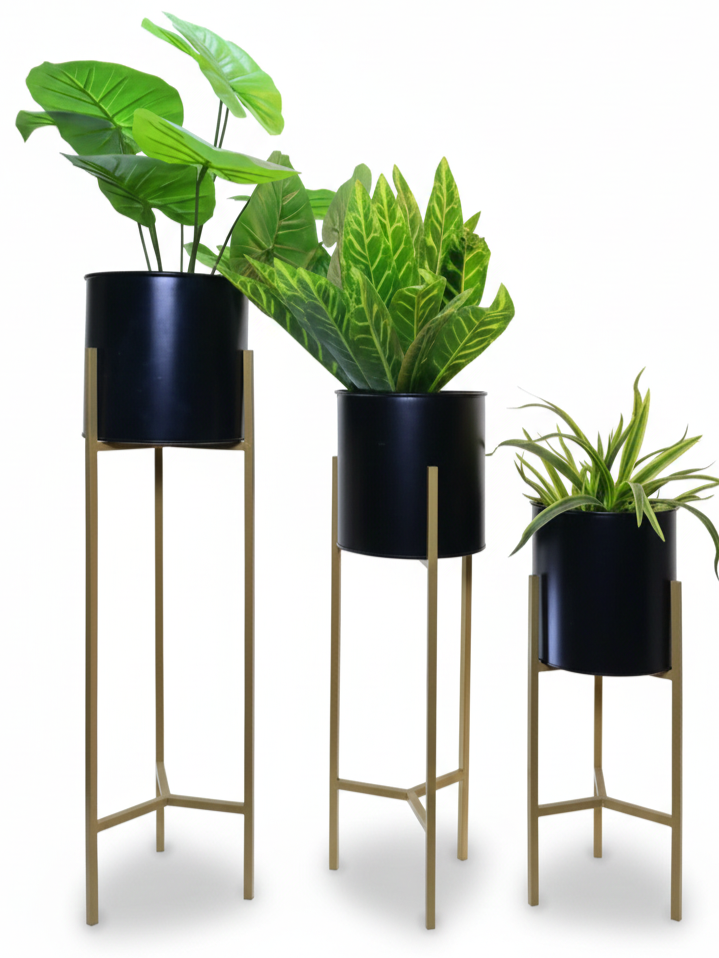 Three potted plants on stands with black pots against a white background