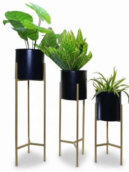 Three potted plants on stands with black pots against a white background