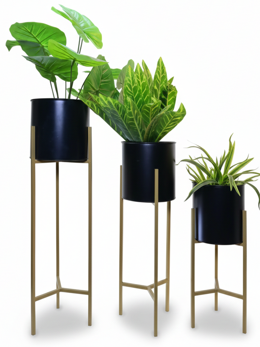 Three potted plants on stands with black pots against a white background