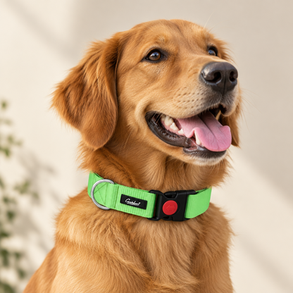 Premium Dog Collar Green
