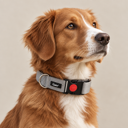 Premium Dog Collar Grey
