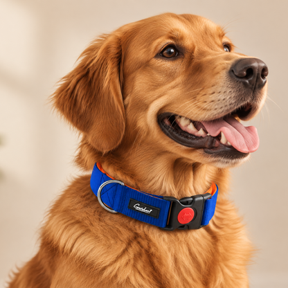 Premium Dog Collar Blue
