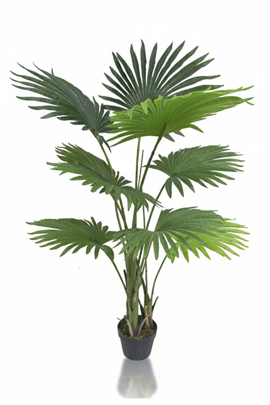 Potted palm plant on a white background