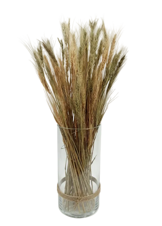 Glass vase with dried grasses on a white background