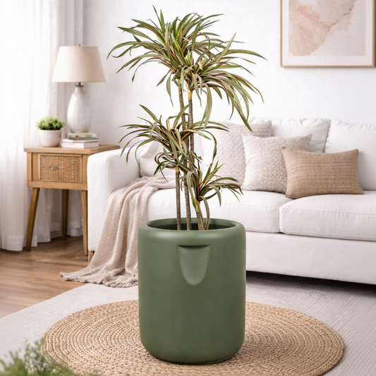 Green potted plant in a living room with a white sofa and wooden coffee table.