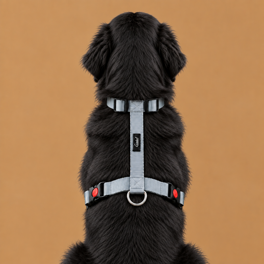 Premium Adjustable H-Harness for Dogs Grey