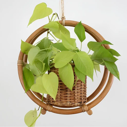 Ishita Handcrafted Rattan Hanging Planter