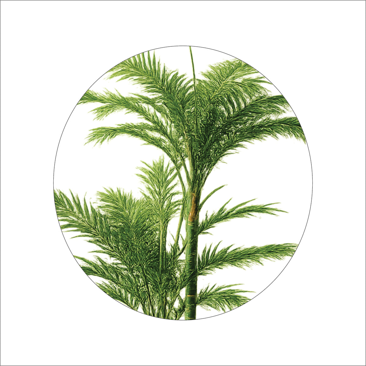Premium Artificial Kentia Palm Tree 55"