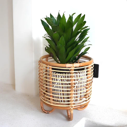 Kimaya Handcrafted Rattan Planter with Tripod Stand