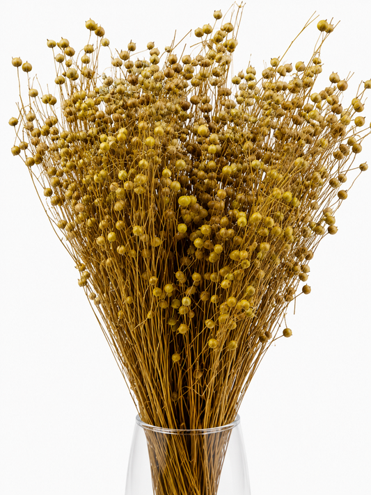 Lemon Green Dried Linum (Flax) Bundle