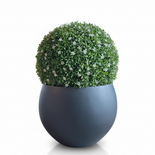 Green spherical topiary in a dark blue pot on a white background