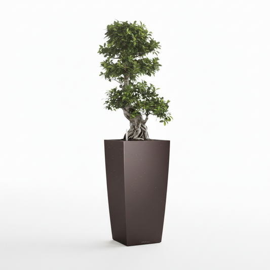 Potted bonsai tree in a dark brown pot on a white background