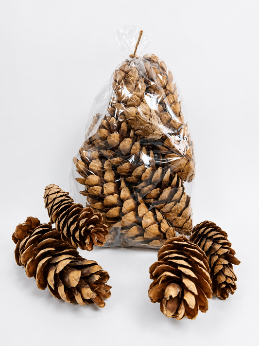 Premium Natural Dried Pine Cones