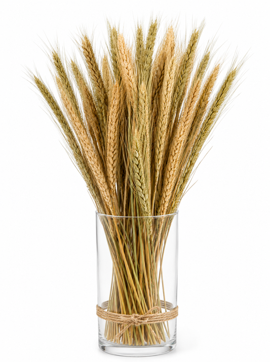 Natural Dried Wheat Grass (Linum) Bundle