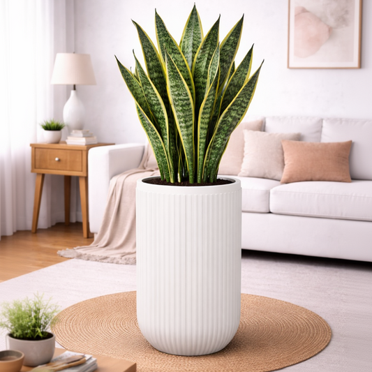 Orchid- Fiberglass Planter