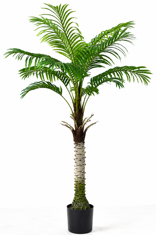 Potted palm tree on a white background